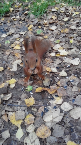Прогулка в парке с коляской